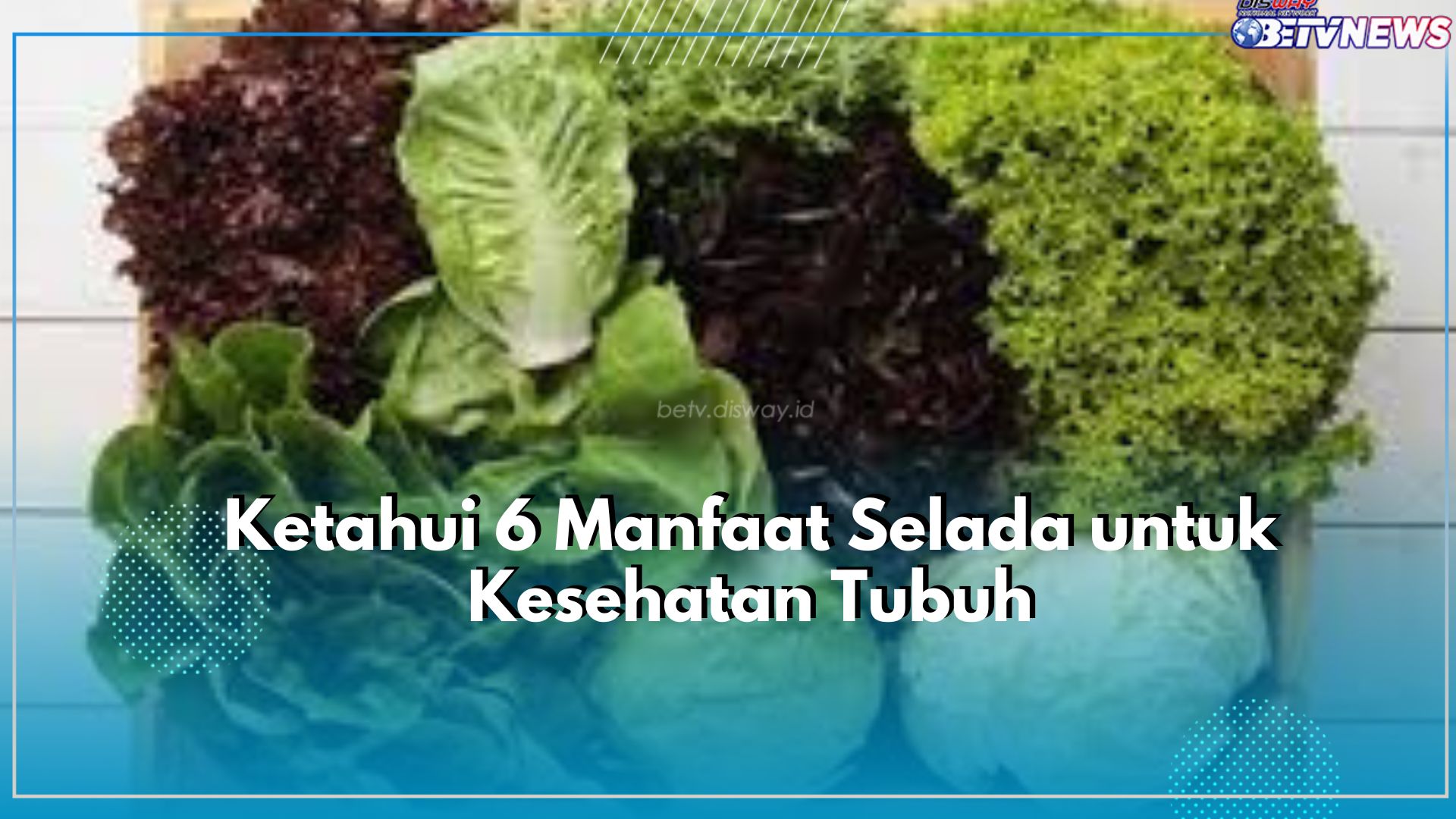Kamu Pecinta Daun Selada? Yuk, Cek Disini 6 Manfaat yang Ditawarkan untuk Jaga Kesehatan Tubuh