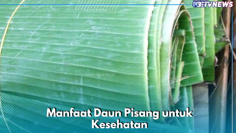 Daun Pisang Ini Bisa Digunakan untuk Menangkal Radikal Bebas, Cek Manfaat di Sini