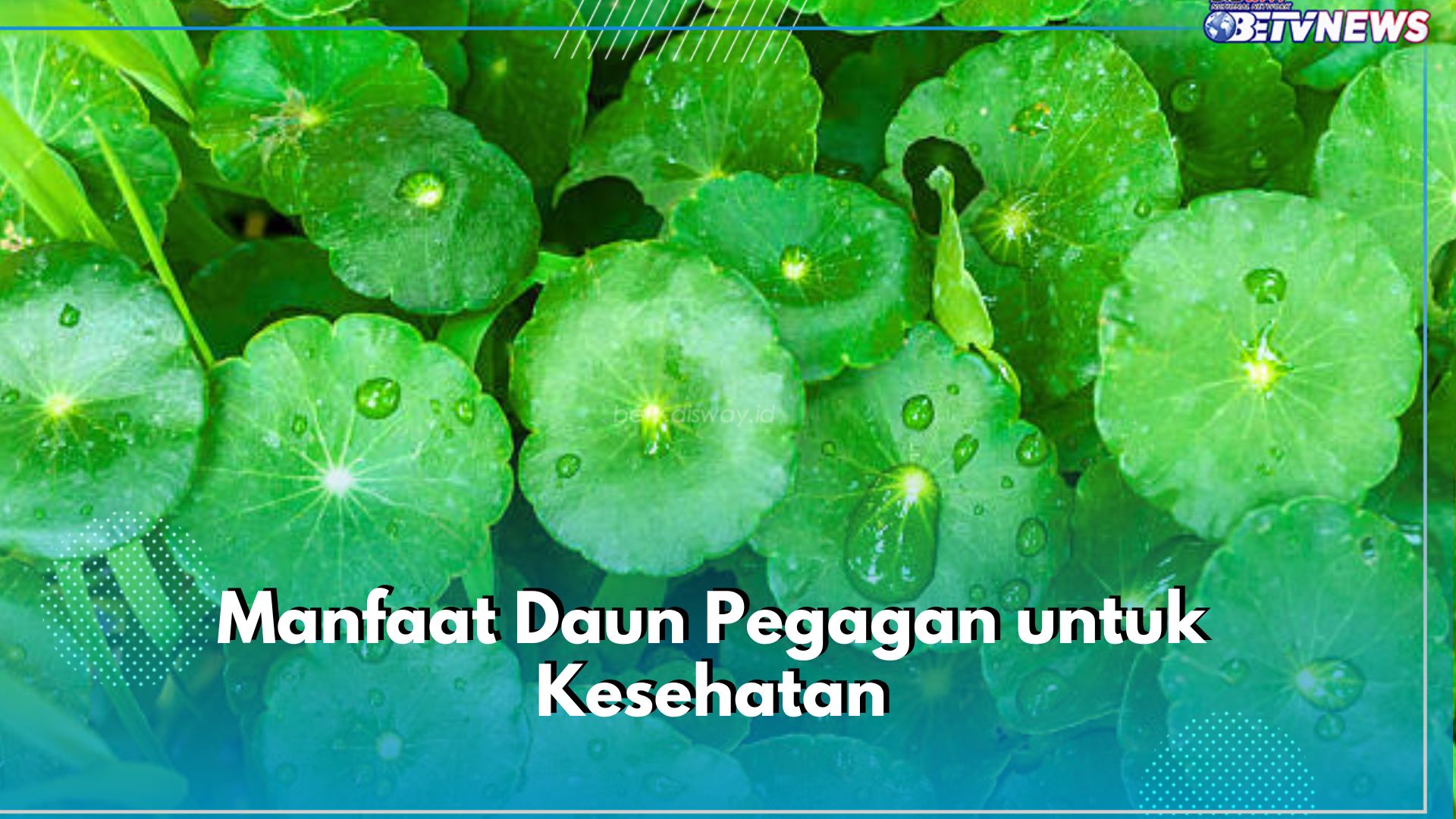 Ragam Manfaat Daun Pegagan untuk Kesehatan, Ampuh Kurangi Stres hingga Percepat Penyembuhan Luka