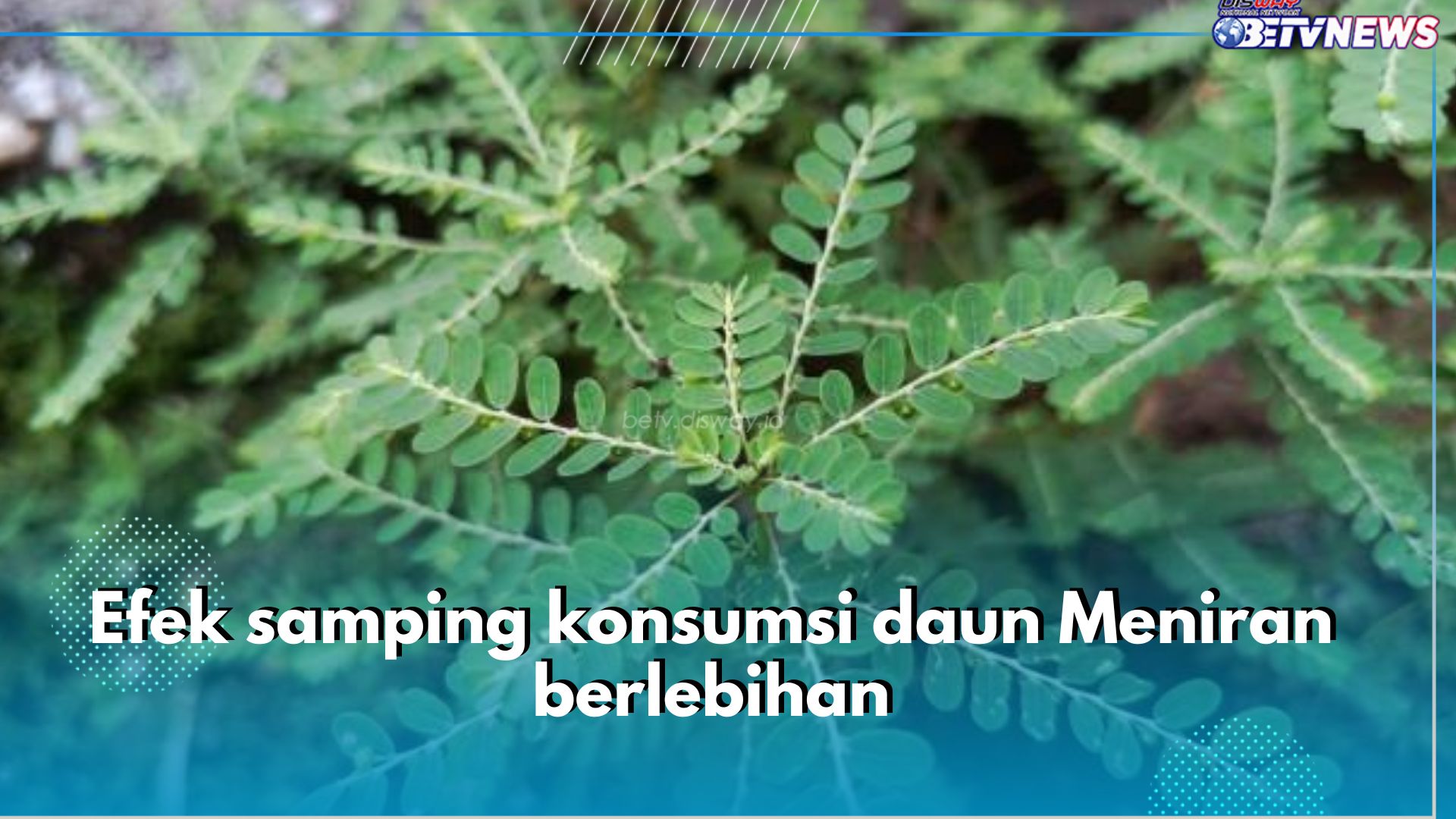 6 Efek Samping Konsumsi Daun Meniran Berlebihan yang Perlu Kamu Ketahui