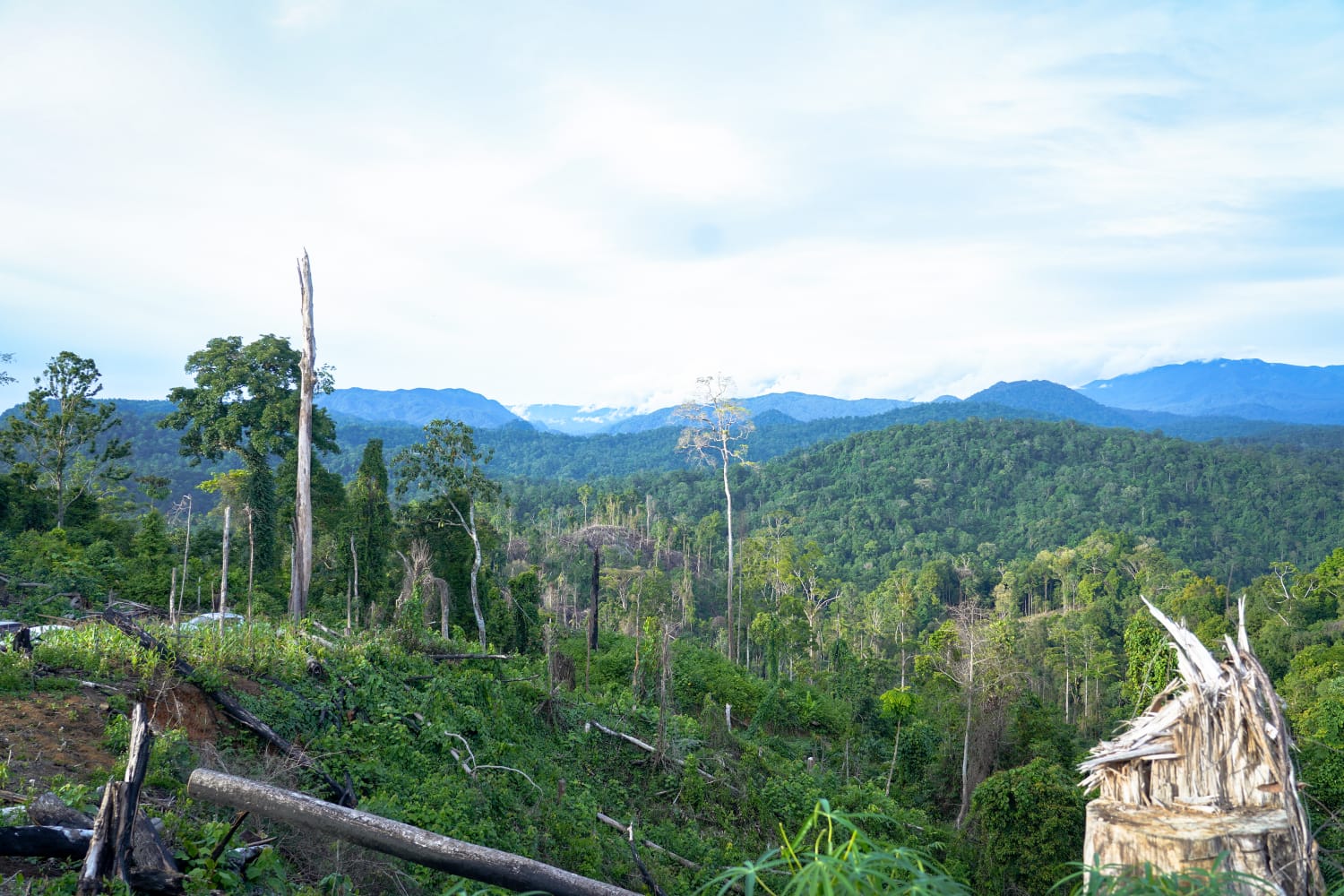 Menhut Raja Juli Antoni Perkuat Konservasi Gajah di TWA Seblat