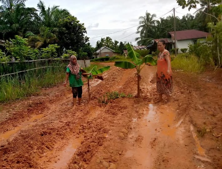 Belasan Tahun Rusak Tak Diperbaiki, Warga Padang Kuas Tanam Pohon Pisang di Tengah Jalan