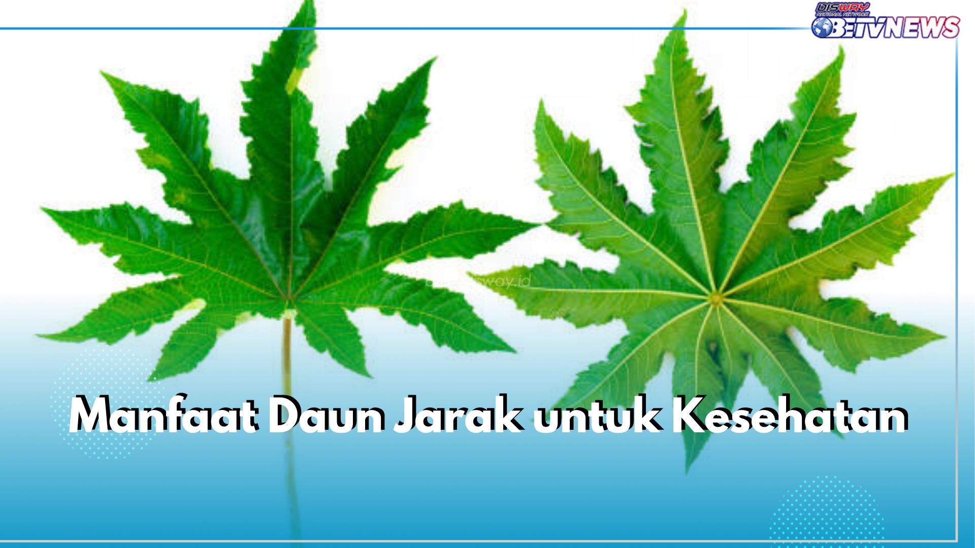 5 Manfaat Daun Jarak untuk Kesehatan, Bisa Bantu Turunkan Demam