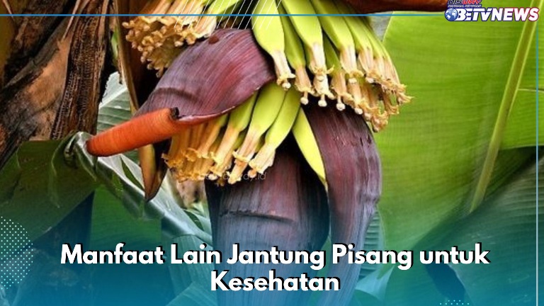 Manfaat Lain Jantung Pisang yang Jarang Diketahui, Ampuh Meningkatkan Laktasi