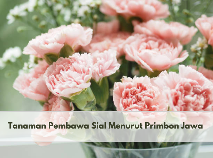 Jangan Ditanam di Sekitar Rumah! 5 Tanaman Ini Dianggap Bawa Sial Menurut Primbon Jawa 