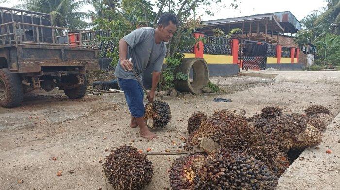 Harga TBS Sawit di Seluma Belum Ada Kenaikan, Masih Rp2.300 per Kilogram