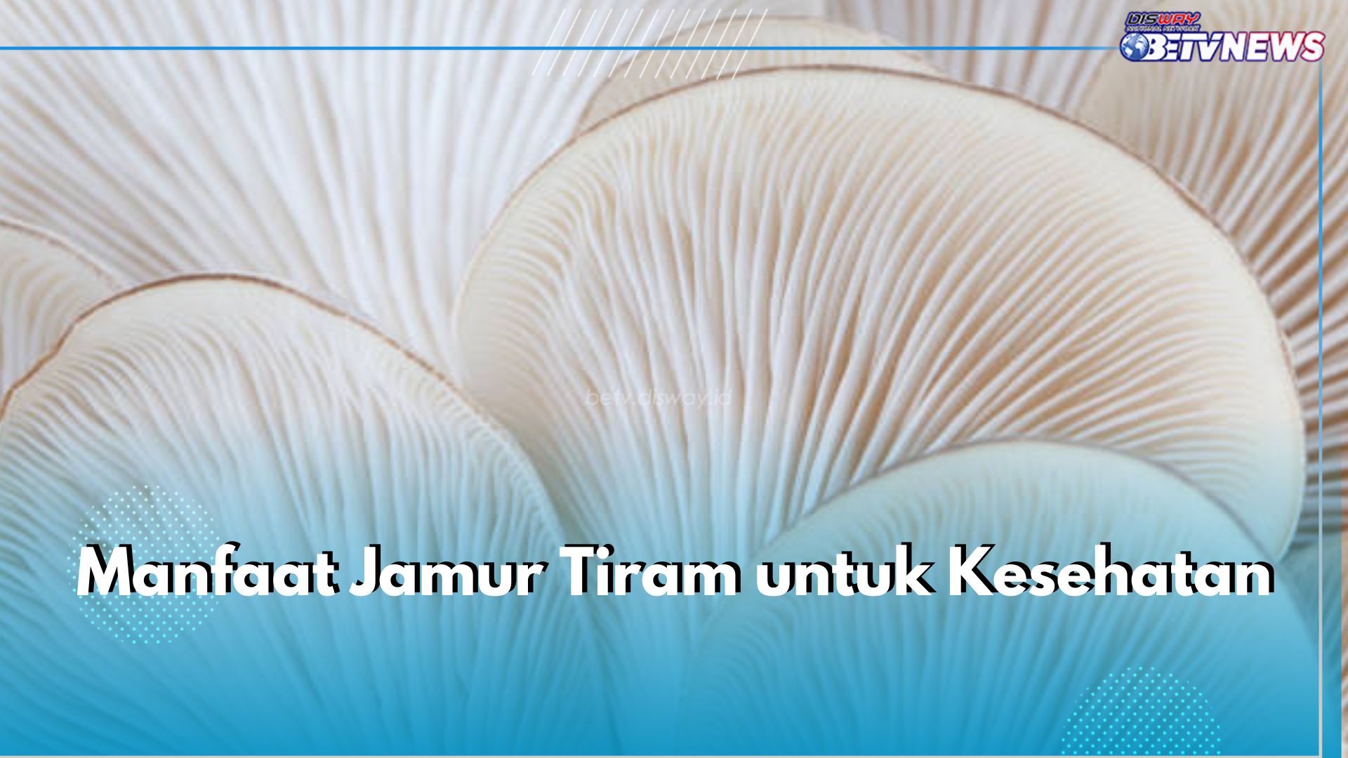 6 Manfaat Jamur Tiram untuk Kesehatan, Bisa Dukung Kesehatan Tulang