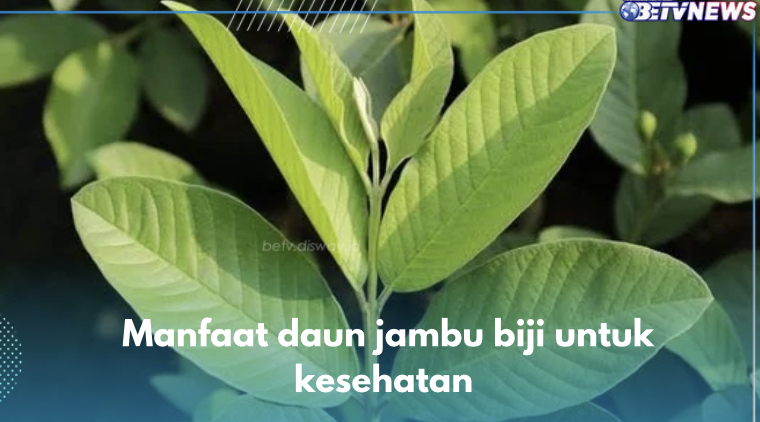 Herbal Alami Cegah Obesitas, Ini 10 Manfaat Daun Jambu Biji untuk Kesehatan