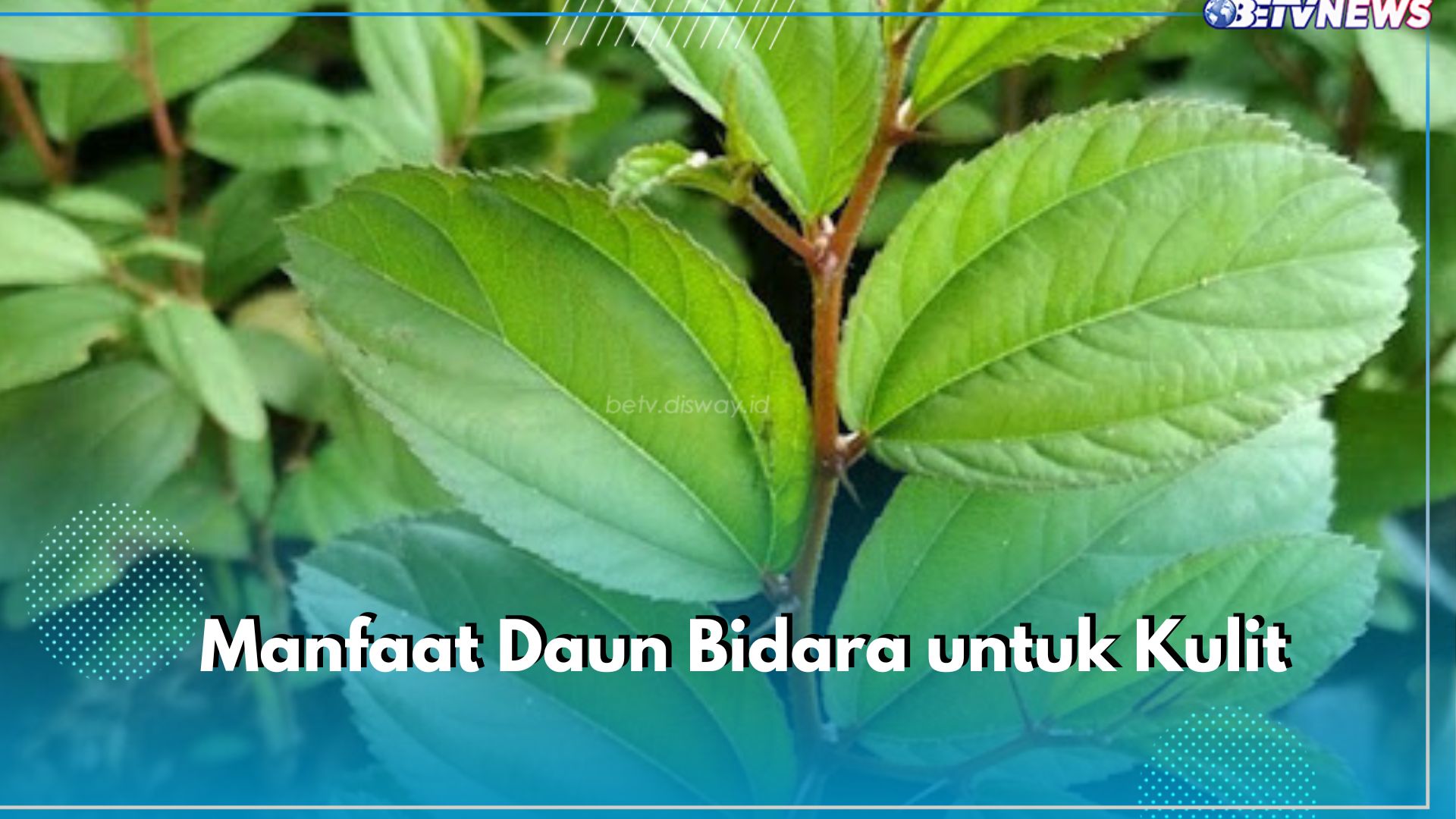 6 Manfaat Daun Bidara untuk Kulit yang Perlu Kamu Ketahui, Ampuh Halau Penuaan Dini hingga Lawan Infeksi 