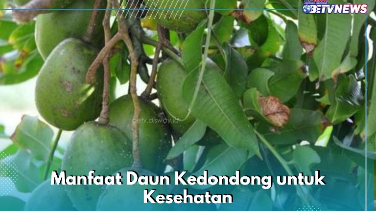 Ternyata Ini Manfaat Daun Kedondong yang Sayang Dilewatkan, Ampuh Meredakan Nyeri Sendi