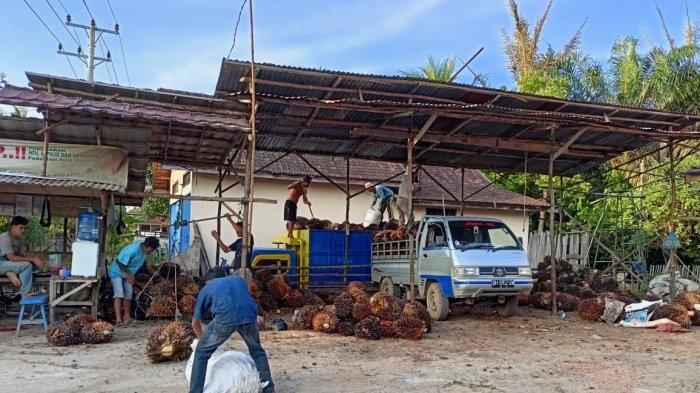 Sempat Naik, Harga TBS Kelapa Sawit di Seluma Turun Jadi Rp2.300 per Kilogram