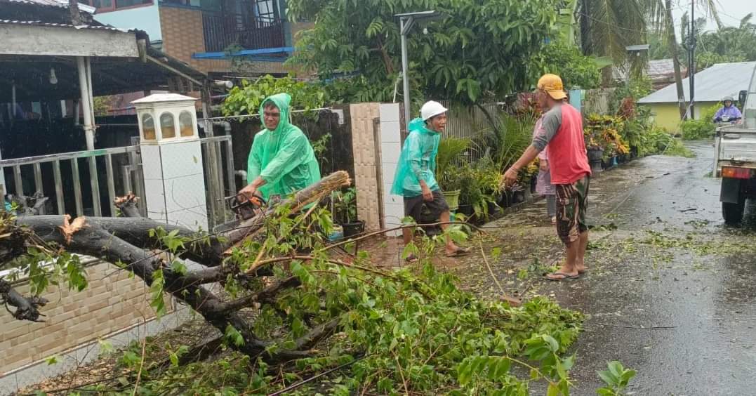 Hujan Disertai Angin Kencang, BPBD Laporkan Sejumlah Pohon Tumbang di Bengkulu