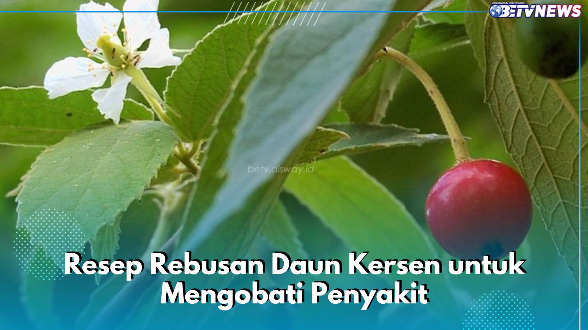 5 Resep Rebusan Daun Kersen untuk Obat, Bisa untuk Atasi Diabetes hingga Hipertensi