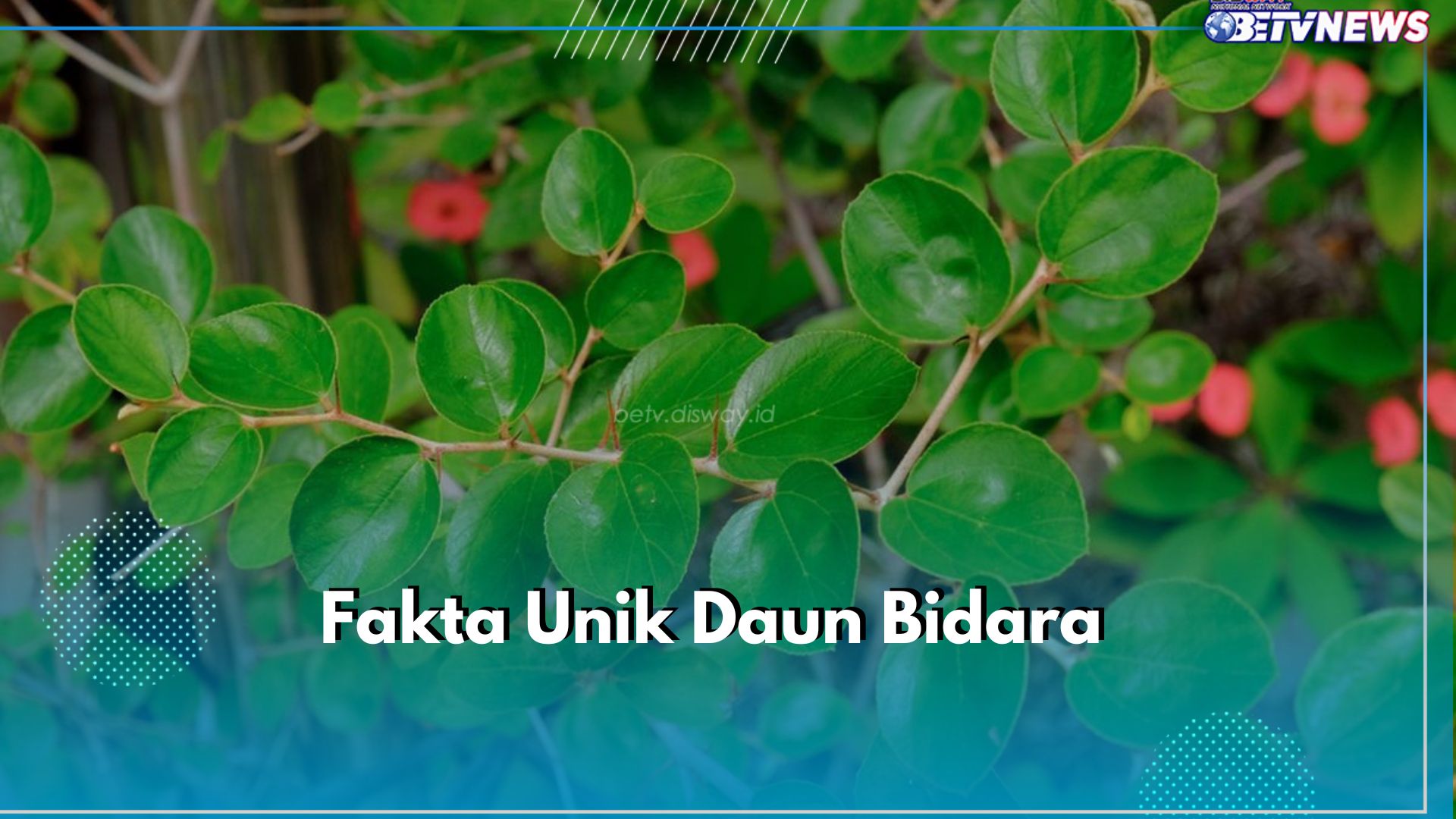 Menarik! Ini 8 Fakta Unik Daun Bidara yang Perlu Kamu Ketahui, Ternyata Disebutkan dalam Al-Quran