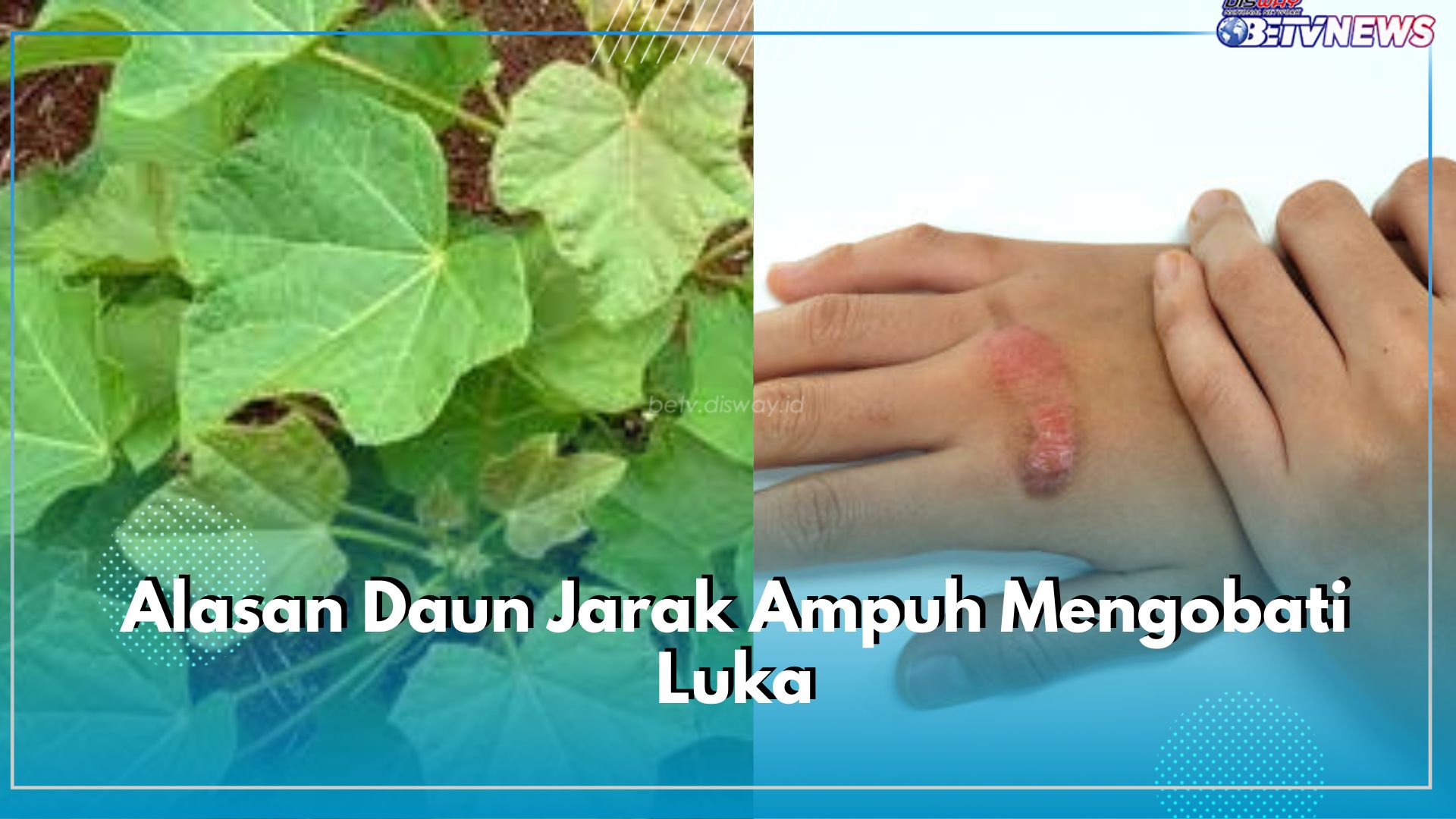 Jarang Diketahui! Inilah Alasan Daun Jarak Ampuh Mengobati Luka