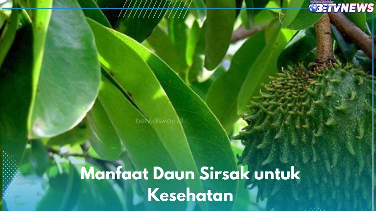 Daun Sirsak Ampuh Mengatasi Diabetes, Cek Manfaat Sehari-hari yang Bisa Kamu Temukan di Sini