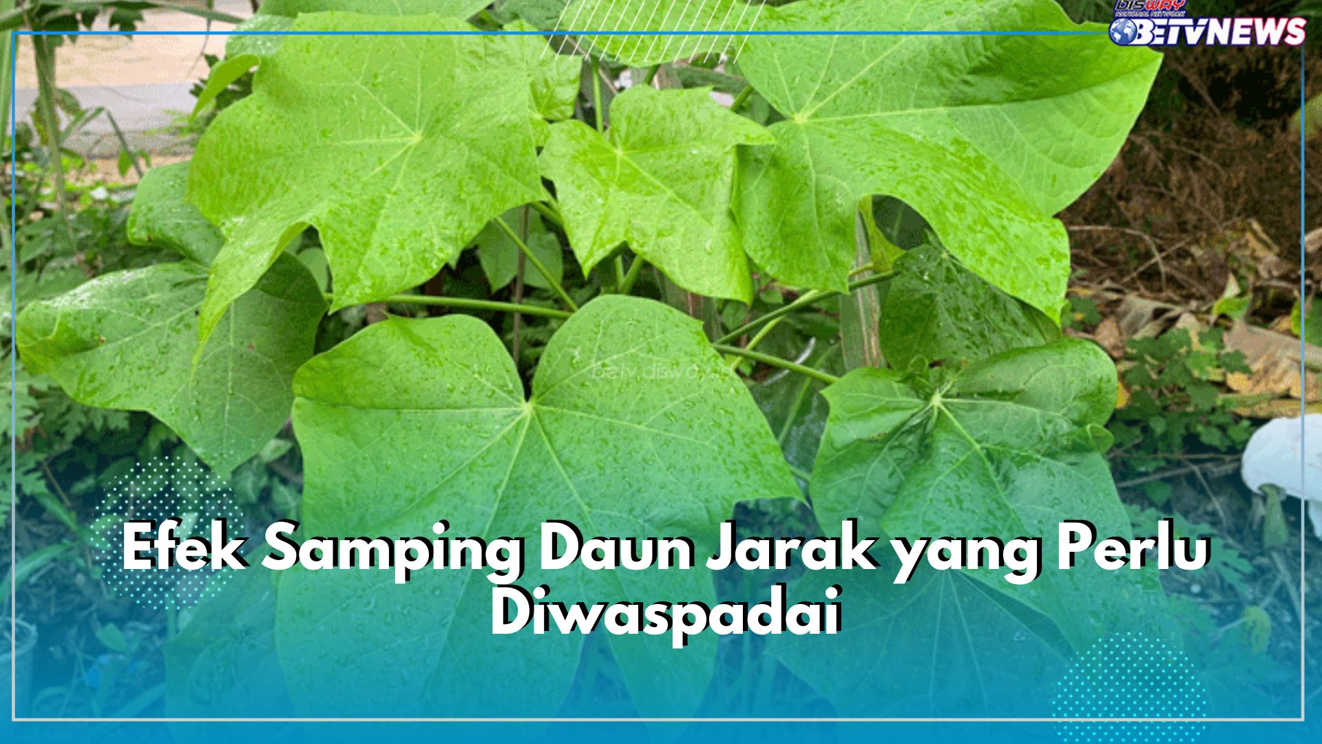 Tidak Hanya Berisiko Racun, Ini 7 Efek Samping Daun Jarak yang Perlu Diwaspadai