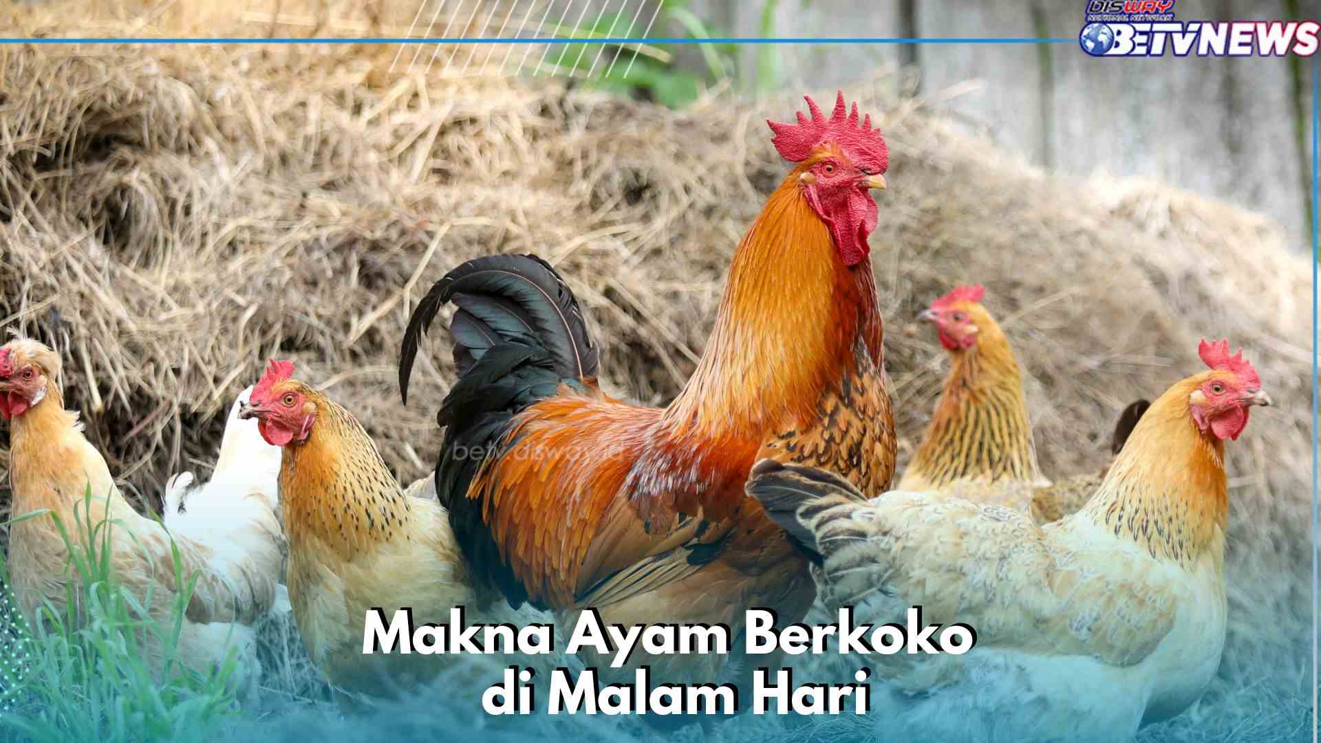 Ternyata Ini Makna Ayam Berkokok di Malam Hari Menurut Islam, Ada Pertanda Apa?