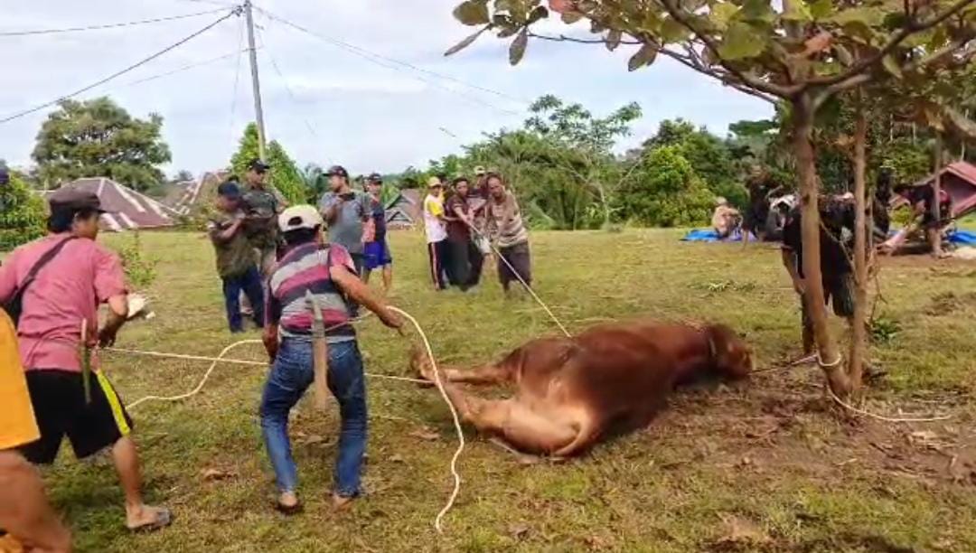Jumlah Hewan Kurban di Seluma Tembus 1.098 Ekor, Terbanyak di Kecamatan Sukaraja