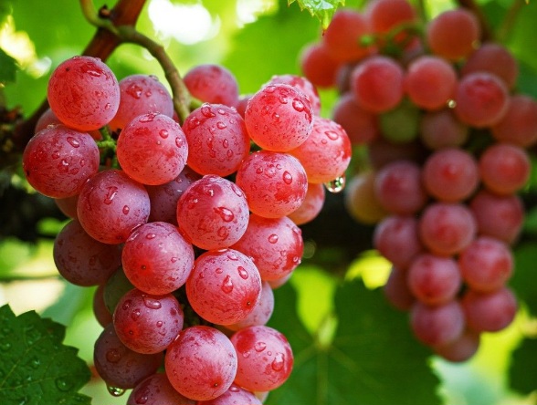 Perlu Tahu, Efek Samping Konsumsi Buah Anggur bagi Kesehatan, Hati-hati Berlebihan