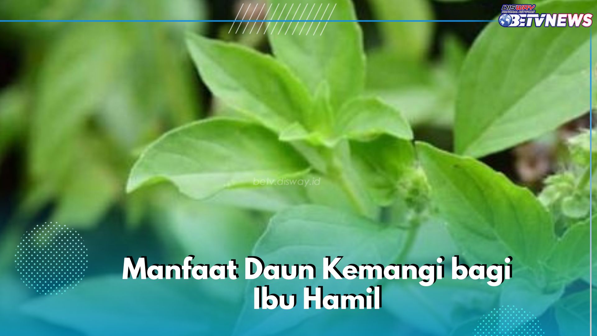 Ibu Hamil Boleh Konsumsi Daun Kemangi, Ini 7 Manfaat yang Perlu Kamu Ketahui