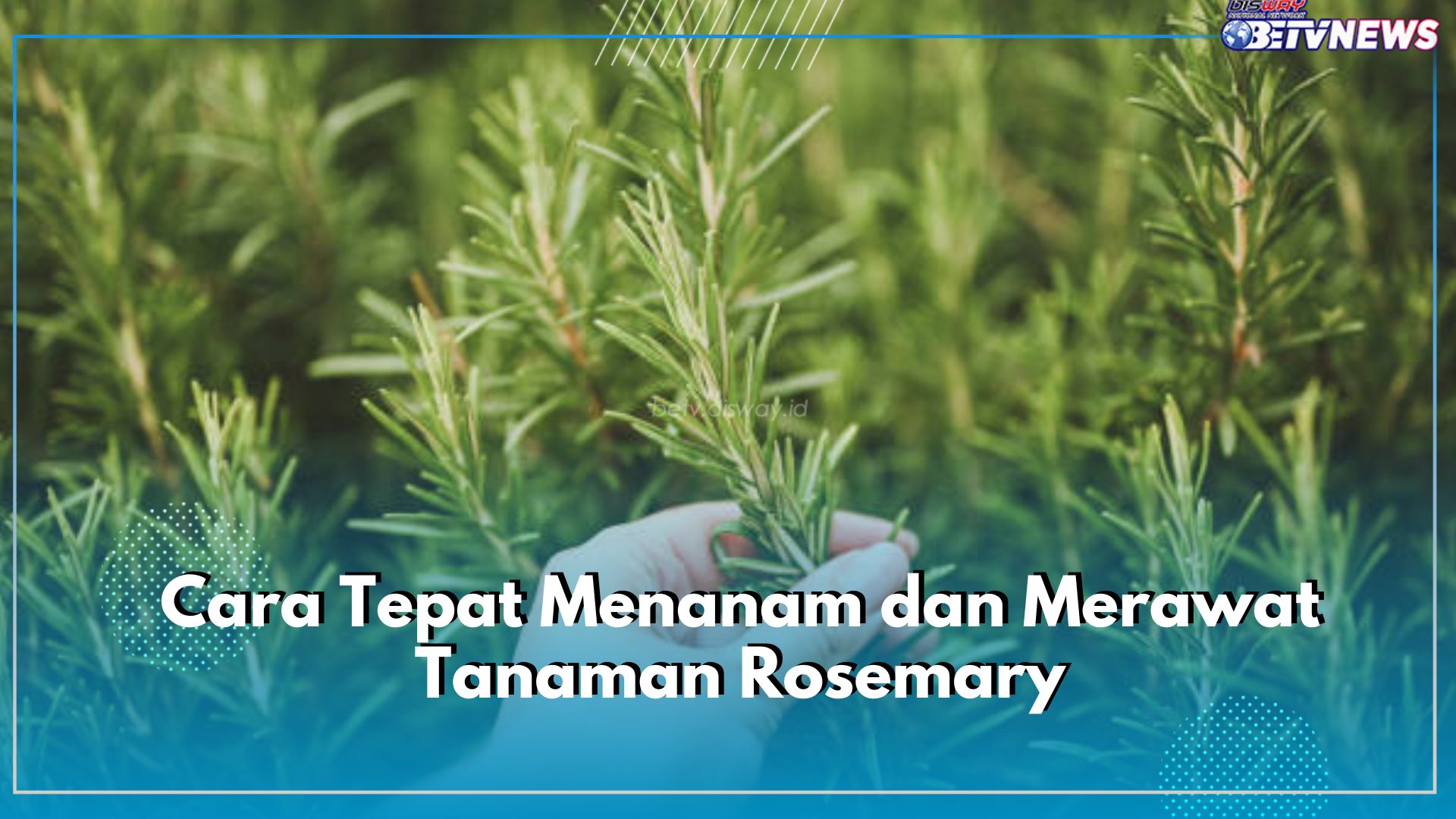 Mau Budidaya Rosemary Sendiri di Rumah? Begini Cara Menanam dan Merawat yang Tepat