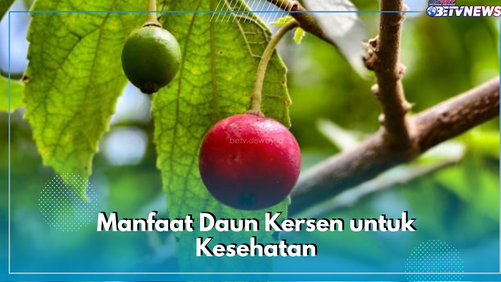 Dikenal sebagai Obat Antidiabetes, Ini 5 Manfaat Daun Kersen untuk Kesehatan