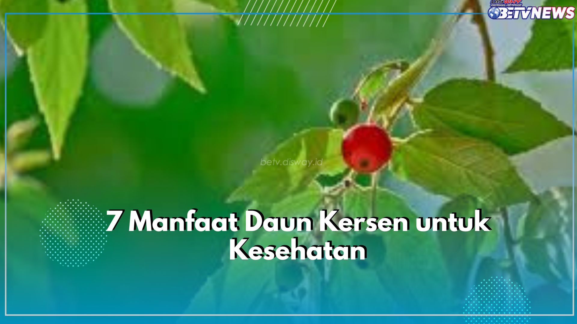 Ampuh Turunkan Kadar Gula Darah hingga Atasi Gangguan Pencernaan, Inilah Manfaat Daun Kersen untuk Kesehatan
