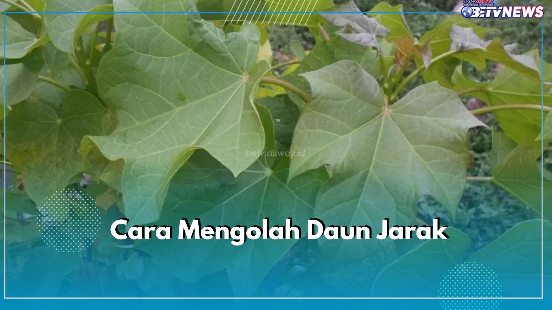 Cepat Menyebuhkan Luka, Ini Cara Mengolah Daun Jarak Jadi Obat Luka dan Penggunaannya yang Baik dan Benar 