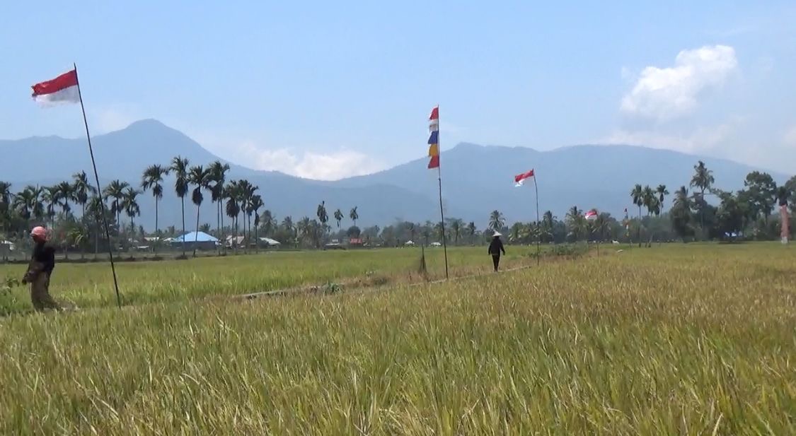 Sambut MT2, Penyuluh di Lebong Bantu Petani Basmi Hama Tikus