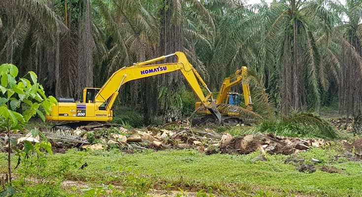 Pemerintah Tingkatkan Dana Replanting Sawit di Seluma Jadi Rp60 Juta per Hektare