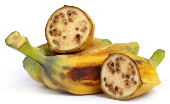 Cek Disini! Ragam Jenis Pisang Batu, Salah Satunya Pisang Batu Hibrida 