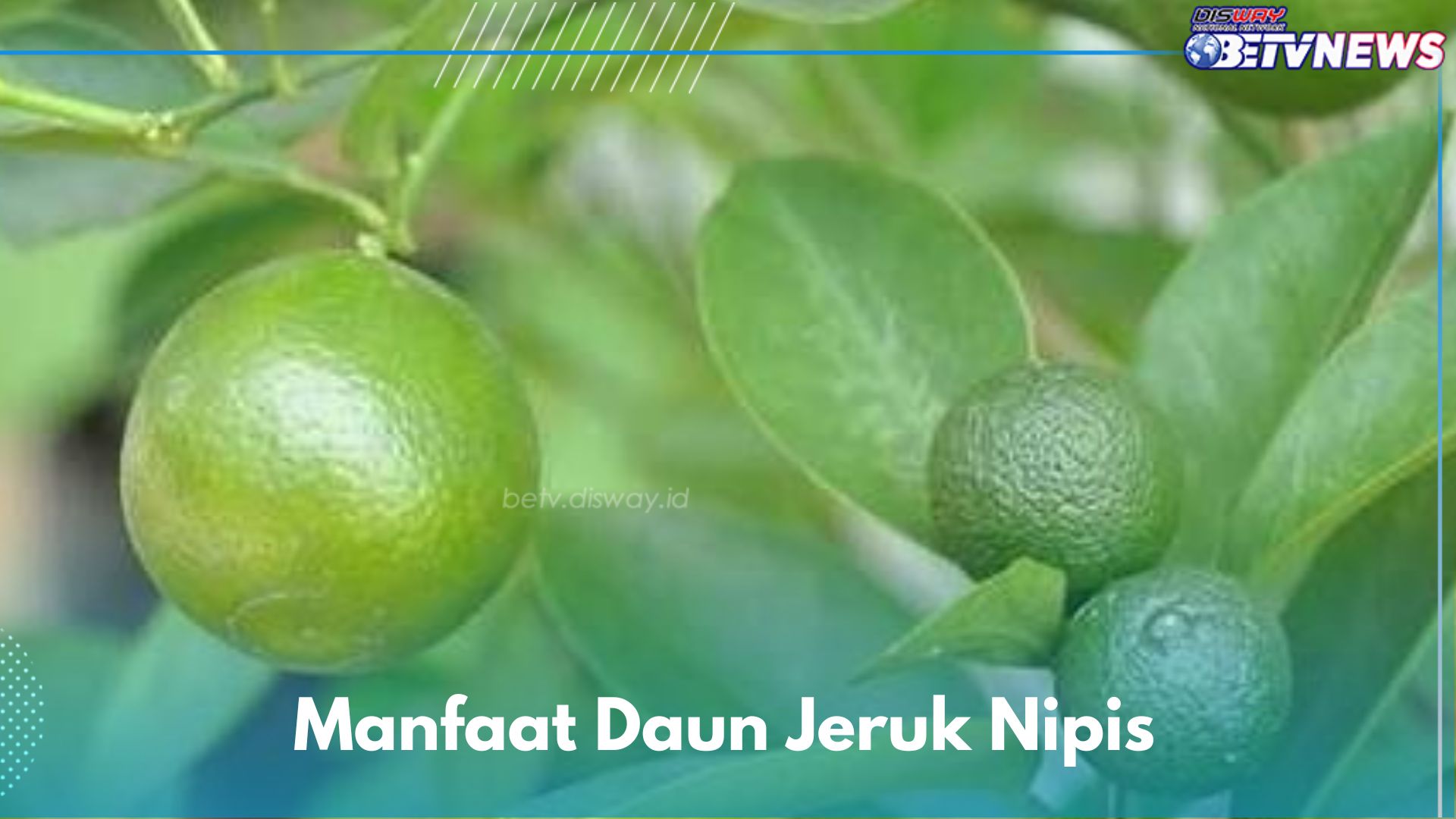 Harum dan Menyegarkan, Daun Jeruk Nipis Ampuh Menurunkan Tekanan Darah, Ini Manfaat Lainnya