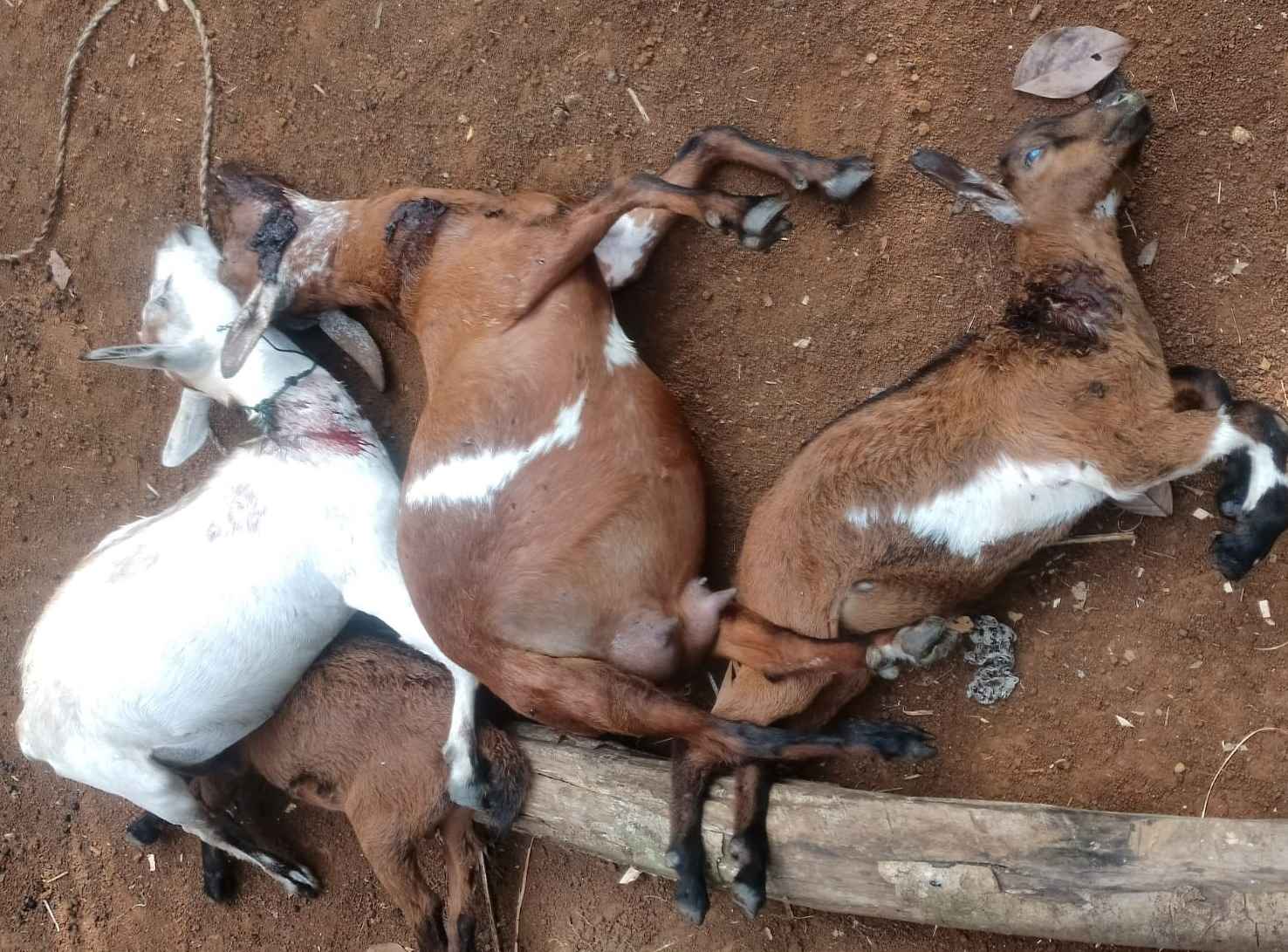 Teror Binatang Buas di Seluma Berlanjut, 4 Hewan Ternak Milik Warga Lubuk Lagan Ditemukan Mati