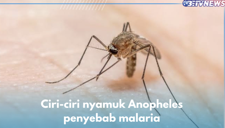 Ini 6 Ciri-ciri Nyamuk Anopheles Penyebab Malaria yang Penting Diketahui, Berwarna Kekuningan Salah Satunya