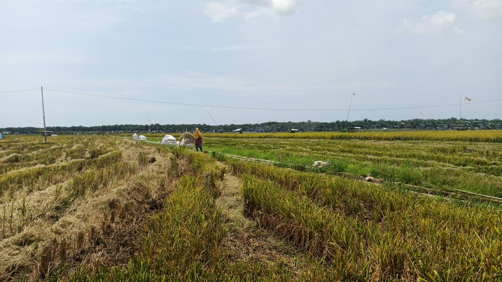 Lahan Masih Kurang Subur, Program CSR 53 Hektare di Seluma Belum Optimal