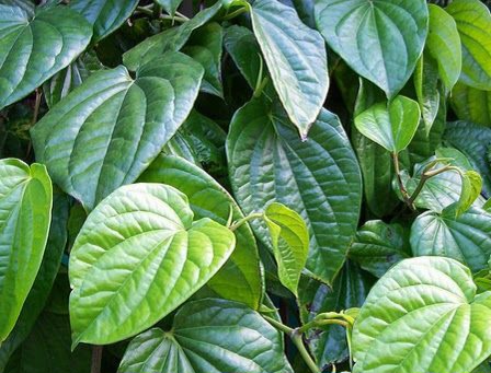 Perlu Tahu! Manfaat Daun Sirih bagi Kesehatan, Bahan Herbal yang Menyehatkan