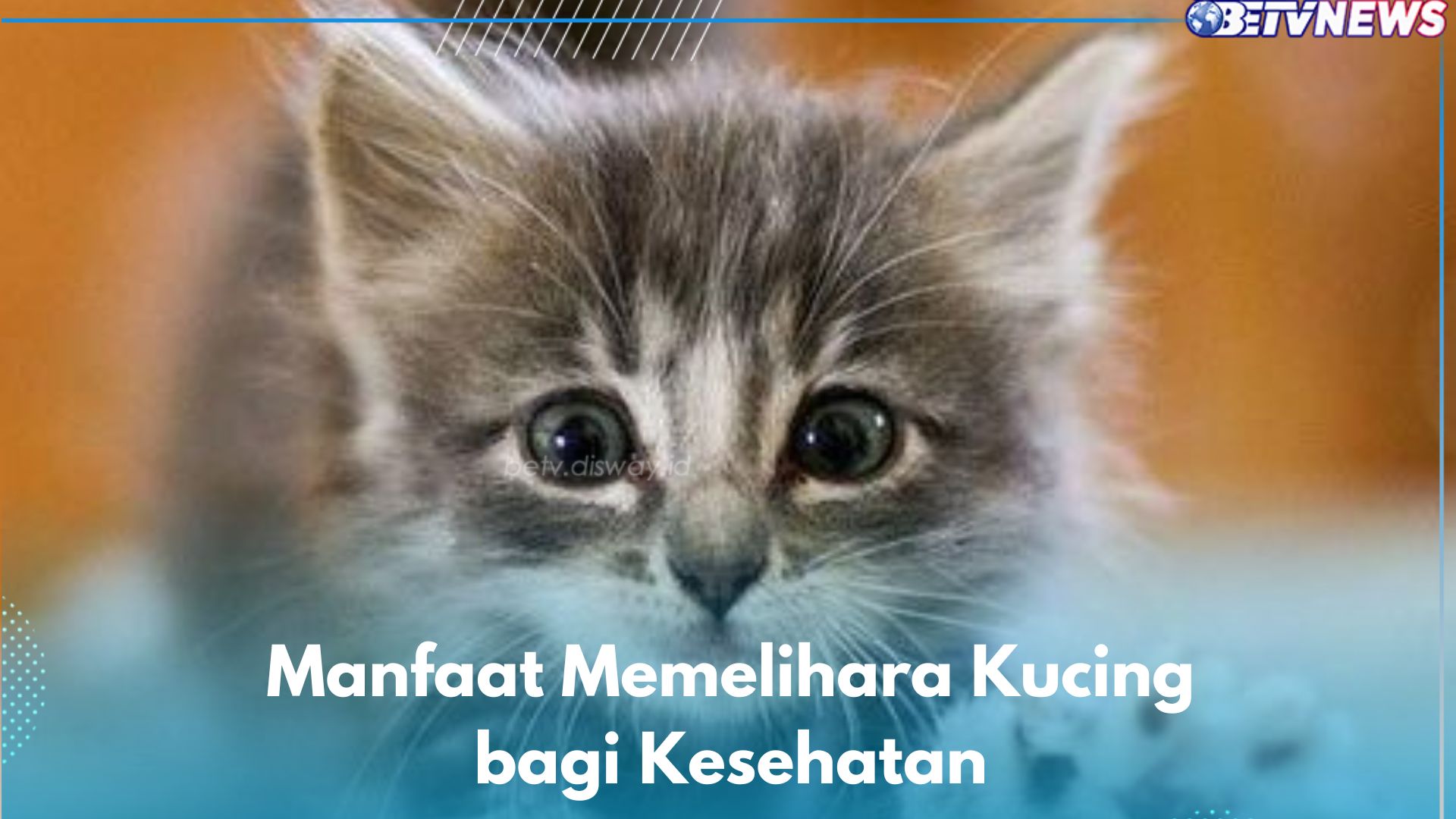 Manfaat Memelihara Kucing bagi Kesehatan, Dipercaya Bisa Mengurangi Kecemasan hingga Meningkatkan Mental