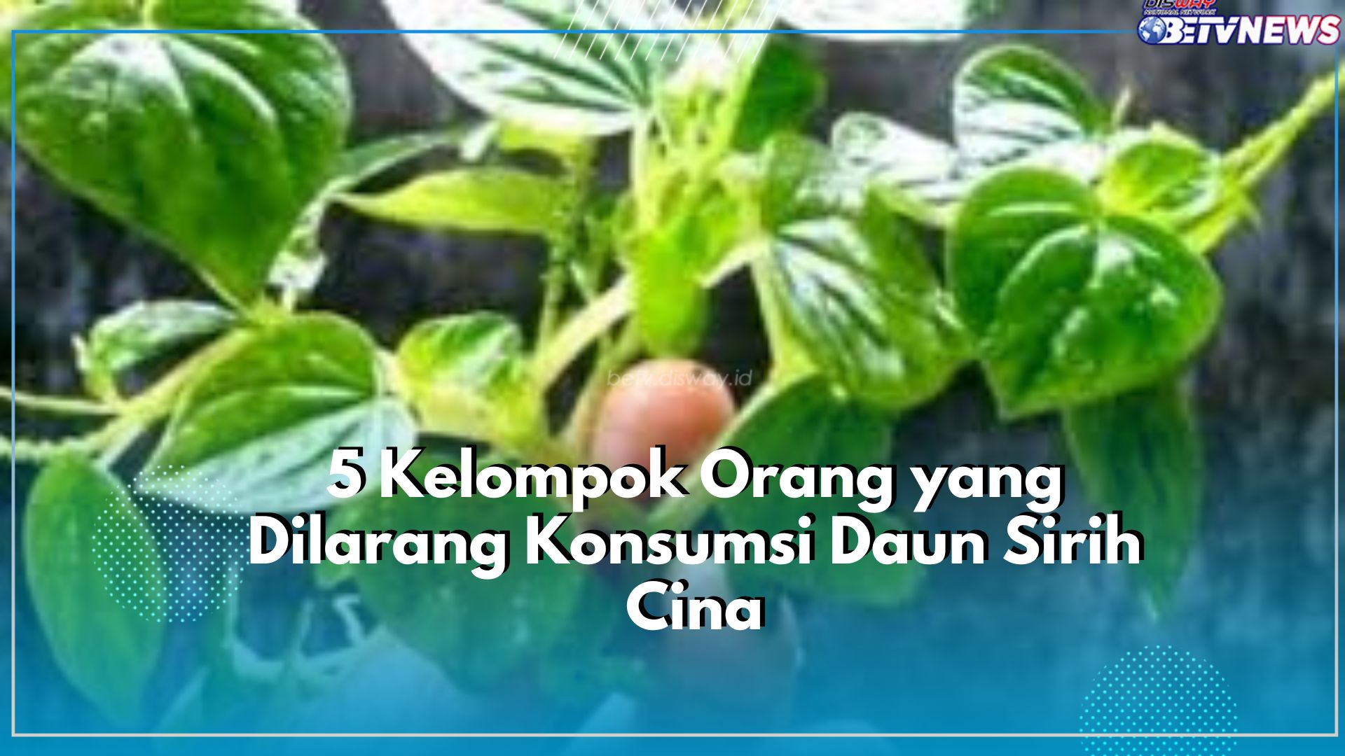 5 Kelompok Orang Dilarang Konsumsi Daun Sirih Cina, Siapa Saja?