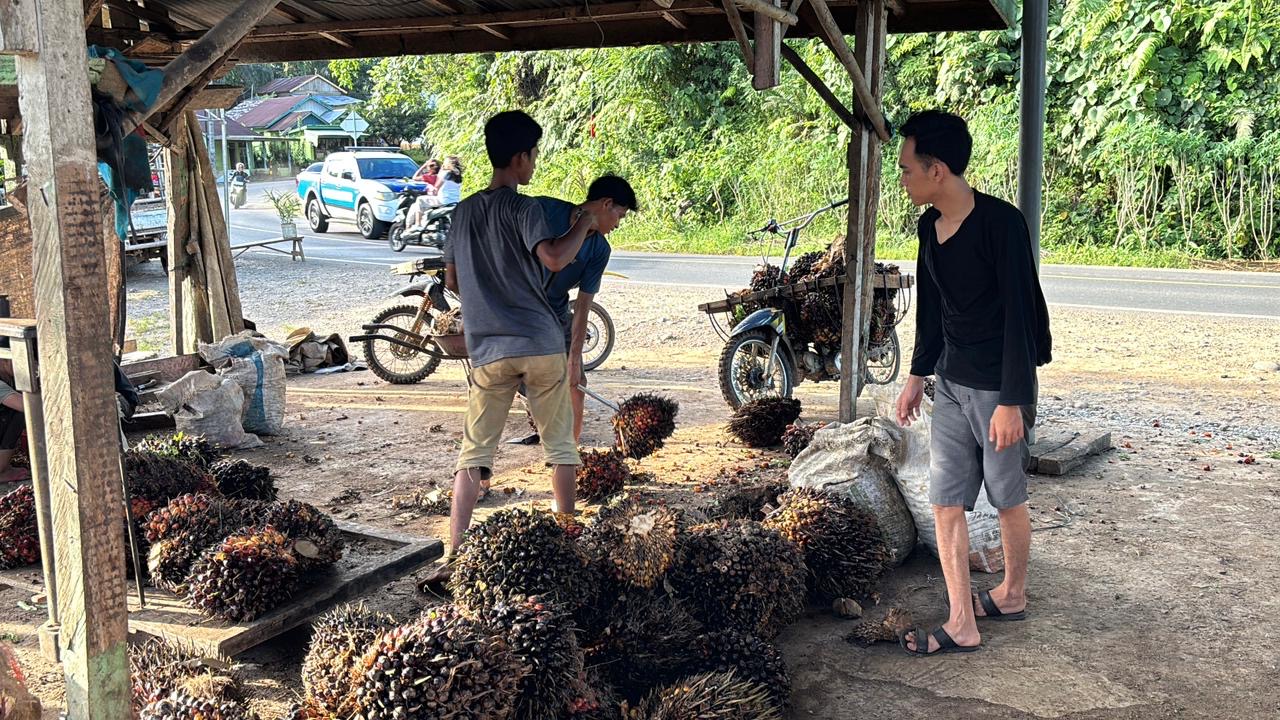 Petani Enggan Memanen Buah, Toke Sawit di Seluma Terancam Bangkrut