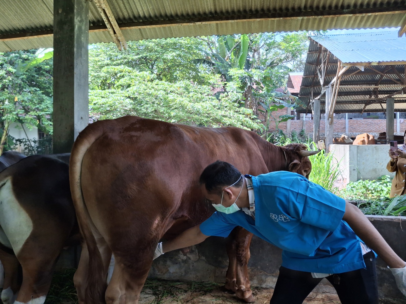 Tersedia 1.500 Ekor Sapi, Pemprov Bengkulu Pastikan Stok Aman untuk Kebutuhan Ramadan
