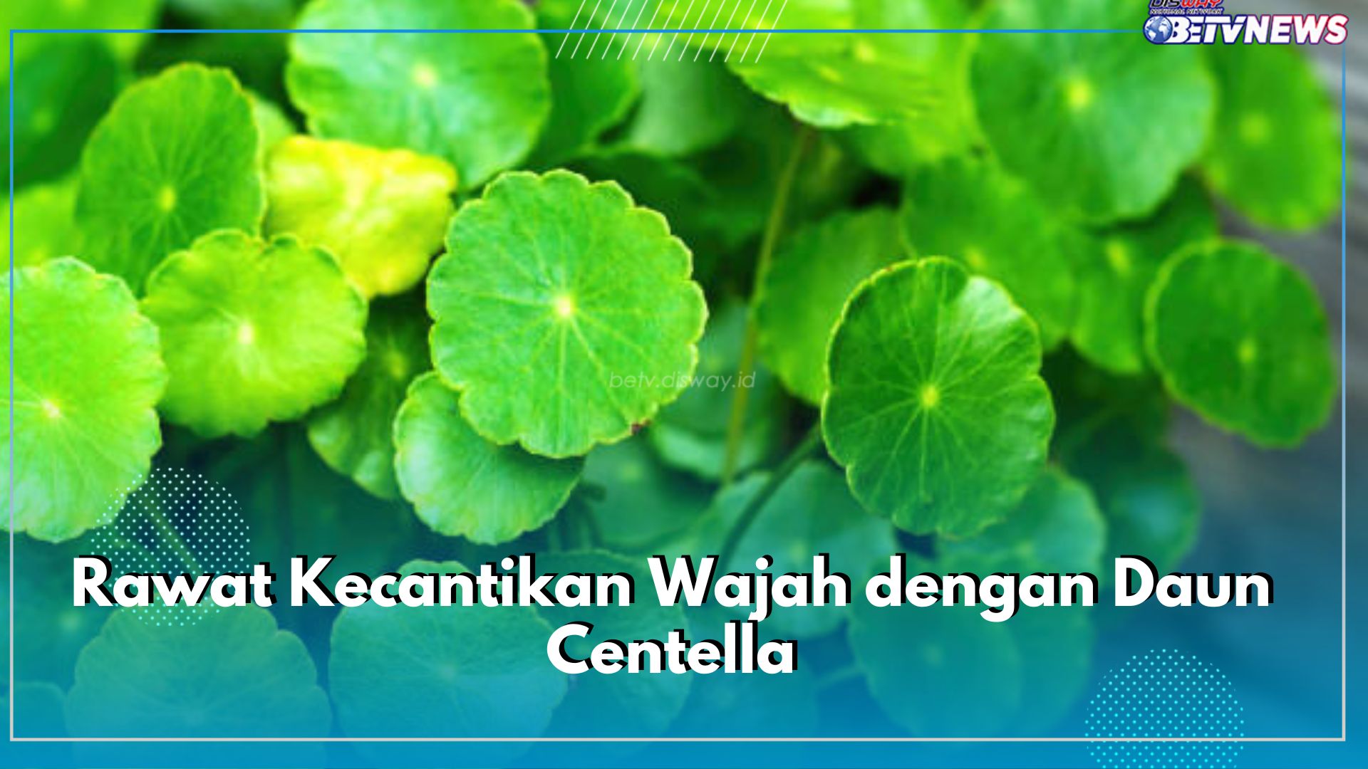 Rawat Kecantikan Wajah dengan Daun Centella, Begini Caranya