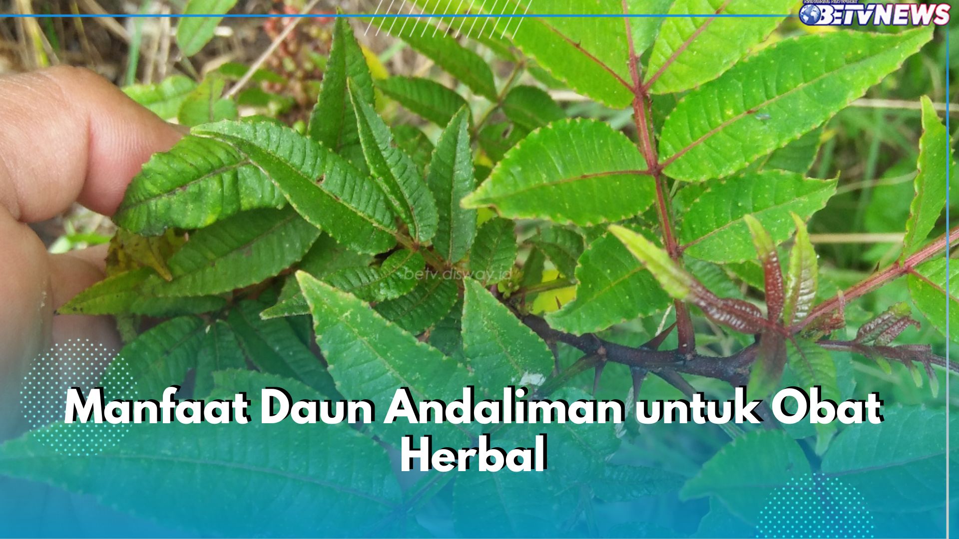 5 Manfaat Tersembunyi Daun Andaliman untuk Obat Herbal, Bisa Bantu Redakan Nyeri Sendi