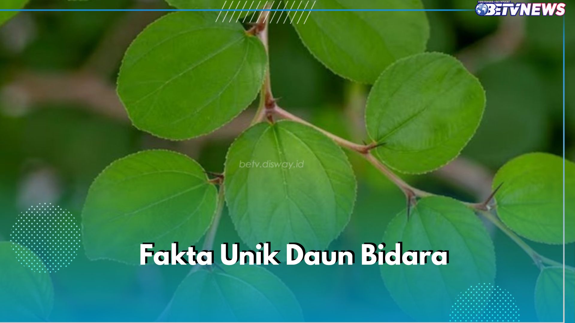 Mengulas 8 Fakta Unik Daun Bidara, Dipercaya Ampuh Halau Energi Negatif