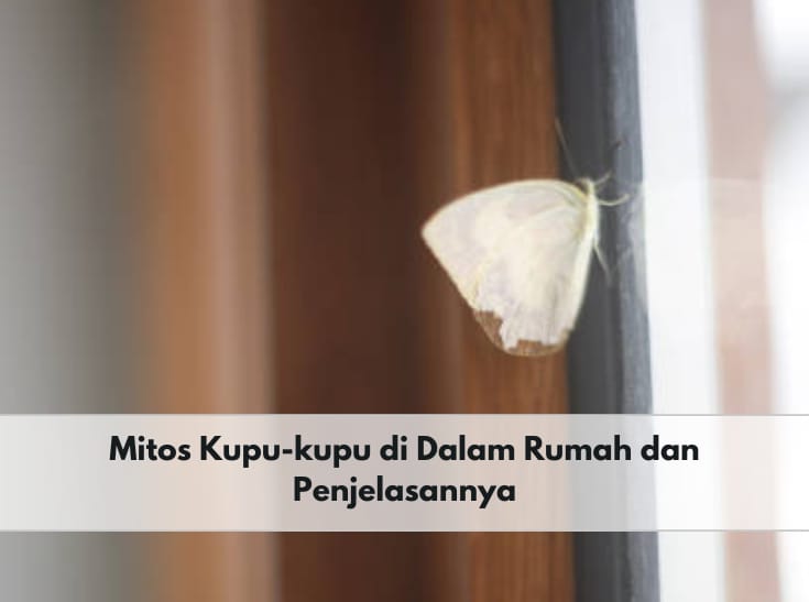 Mitos Kupu-kupu Masuk Rumah, Benarkah Akan Ada Tamu Istimewa? Simak Penjelasannya di Sini
