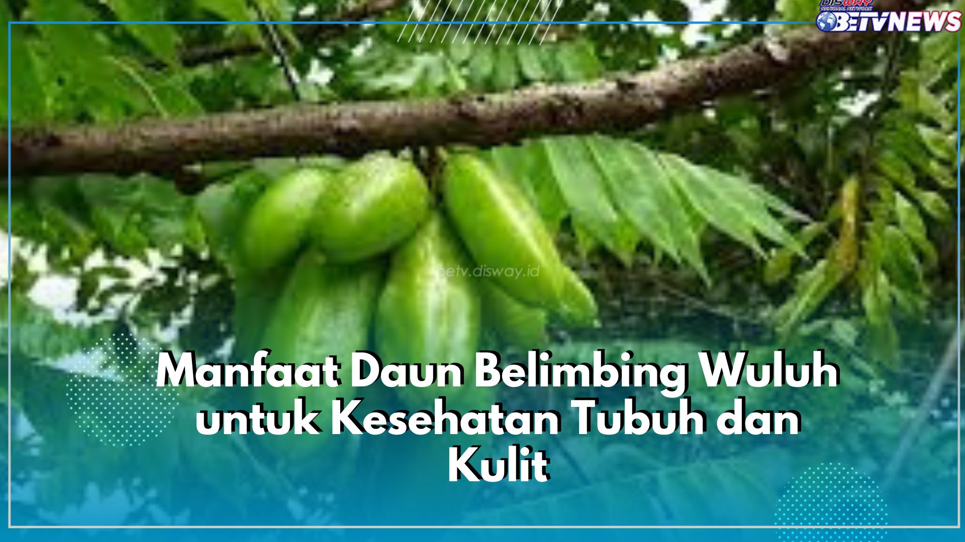 Bukan Hanya Buahnya! Cek 7 Manfaat Tersembunyi Daun Belimbing Wuluh untuk Kesehatan Tubuh dan Kulit