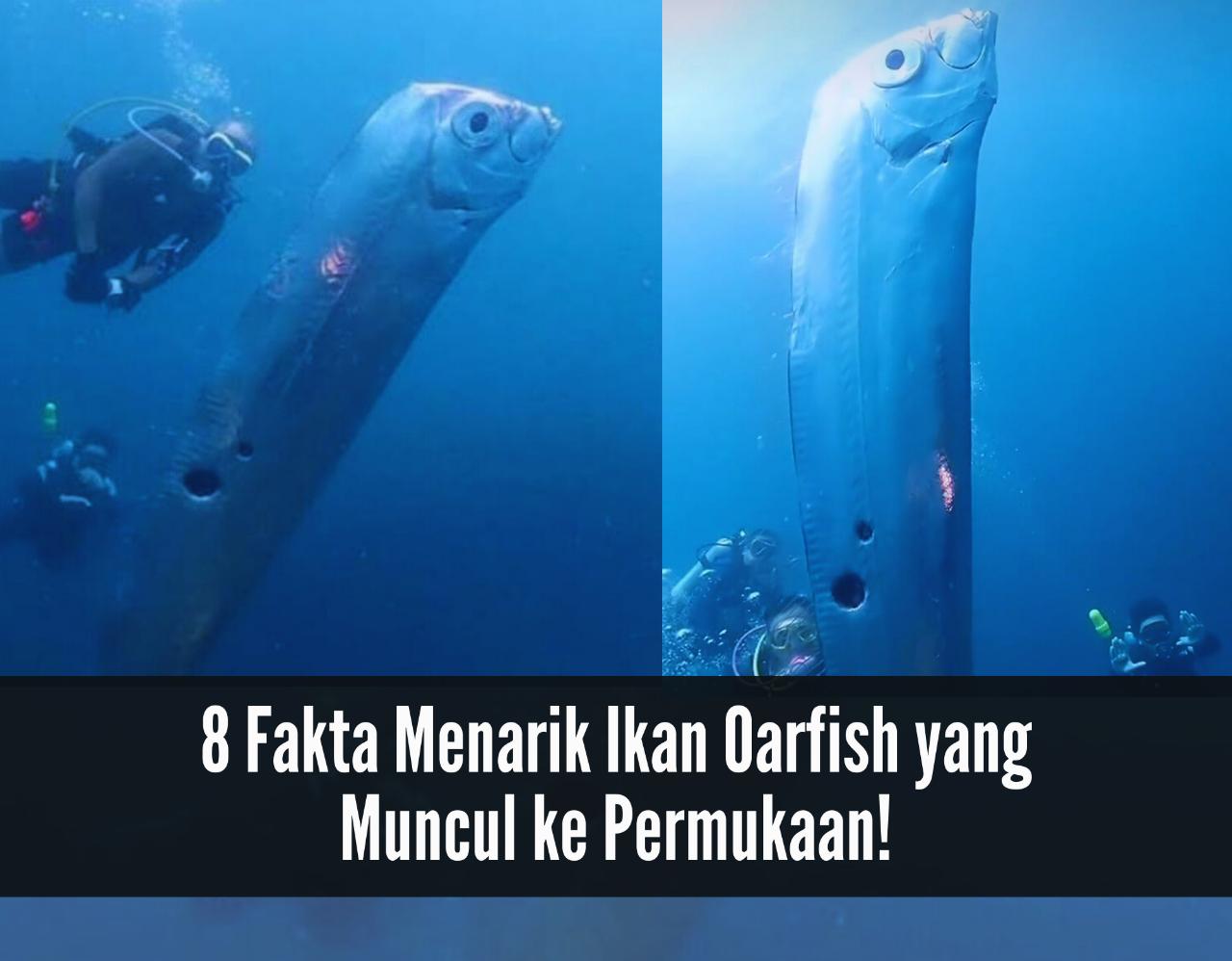 8 Fakta Menarik Oarfish Ikan Kiamat yang Muncul ke Permukaan, Disebut Tanda Datangnya Bencana 
