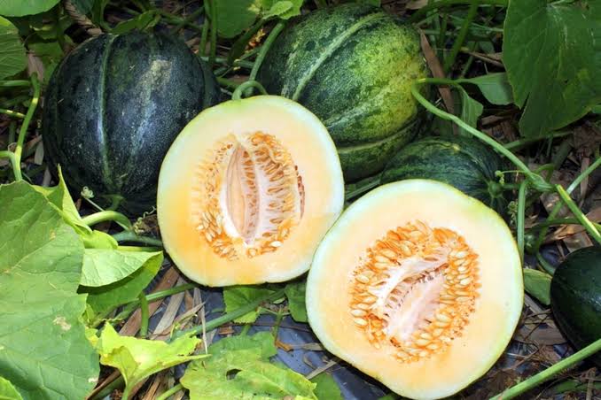 Mantap! Tidak Hanya Kesehatan, Blewah Bermanfaat untuk Kecantikan, Cek 5 Kegunaannya di Sini