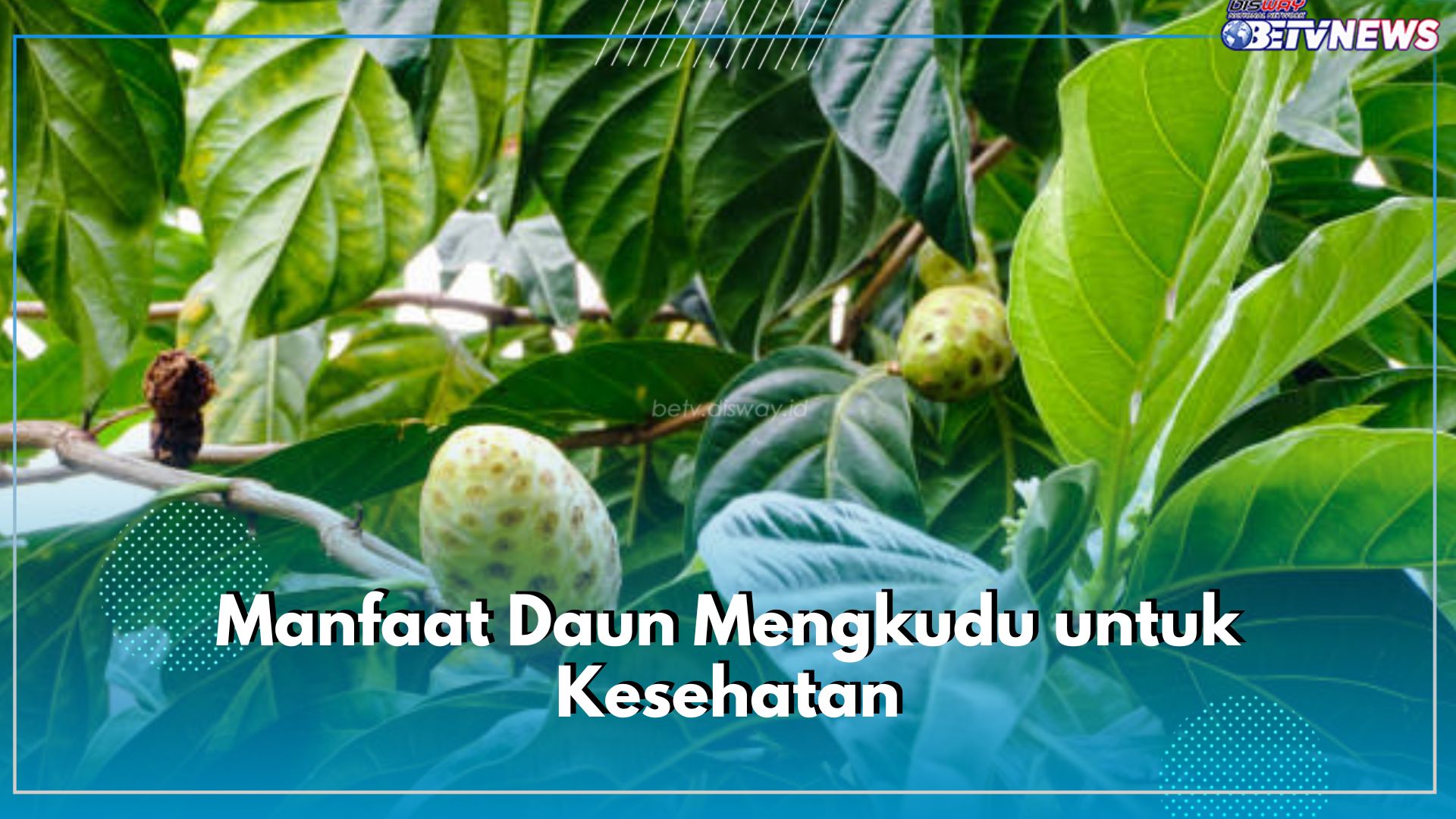 Tidak Hanya Buahnya, Daun Mengkudu Kaya Akan Manfaat untuk Kesehatan, Cek 5 Khasiat Utamanya di Sini