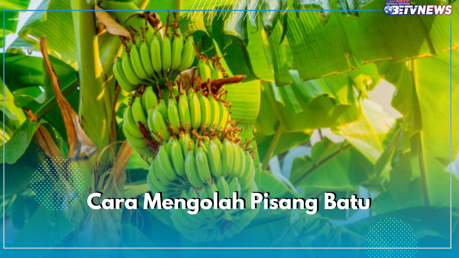 6 Cara Mengolah Pisang Batu Untuk Mengatasi Ragam penyakit, Mulai dari Demam hingga Wasir, Cek di Sini